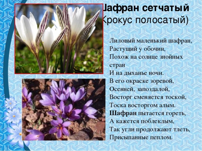 Это ужасно крокус. Крокус Шафран Крымский. Шафран сетчатый (Крокус). Крокус Шафран цветок. Первоцветы Шафран сетчатый.