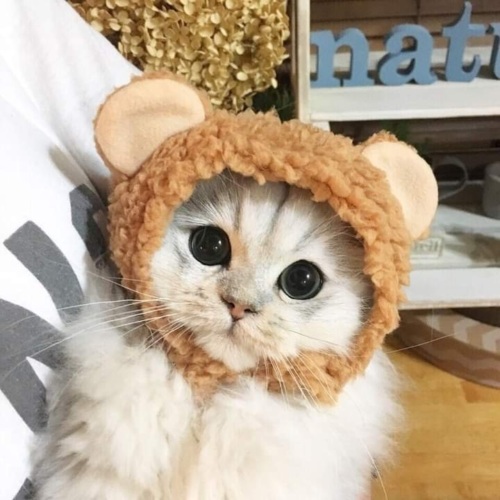 Милые котики в шапочках