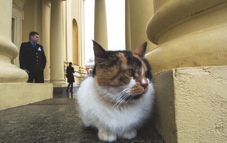 Петербургская кошка фото "В Эрмитажных котах самое главное - это душа, своя особенная душ - Психология - 