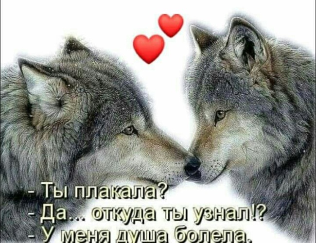 Да откуда. Волки любовь. Волк и волчица любовь. Волчья верность. Стих про волка