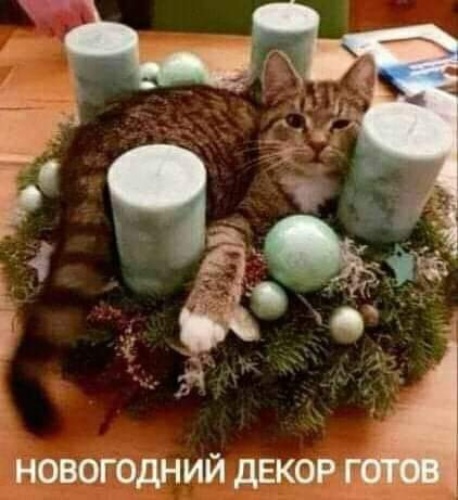 Кот с оливье новогодний мем Лента по интересам - Картинки - 3206396 - Tabor.ru