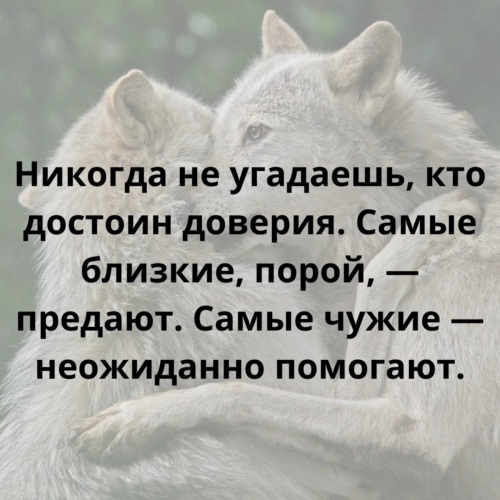 Мудрый человек сказал не мстите гнилые плоды упадут сами собой картинки