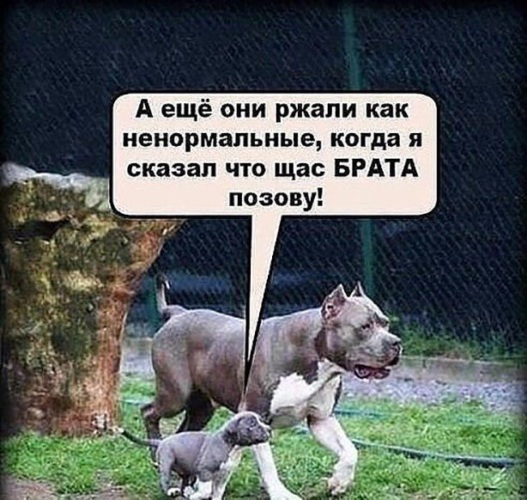 Смешные истории в картинках с надписями Лента по интересам - Юмор - 3269752 - Tabor.ru