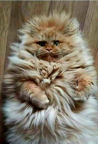 Как выглядит ешкин кот