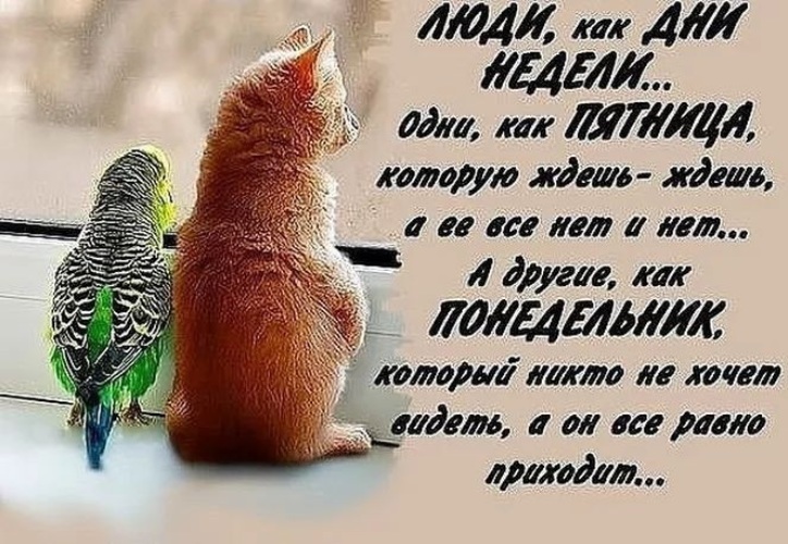 Дни недели кот. Дни недели кот