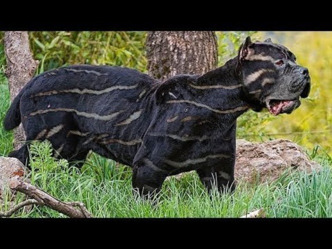 Порода собак вьетнамский хмонг собака фото