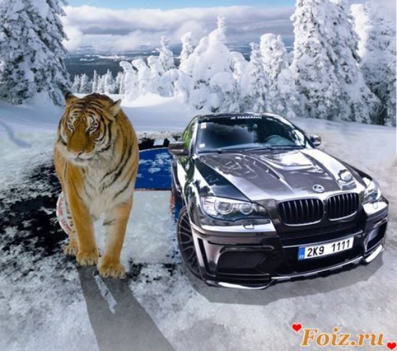 Bmw лев. Тигр на BMW x5. Тигр машина. BMW волк. Тигр БМВ тигр БМВ.