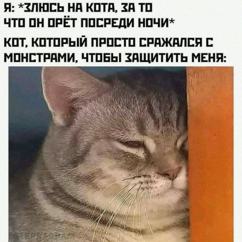 Мемы с котами ночью Лента по интересам - Юмор - 3397262 - Tabor.ru