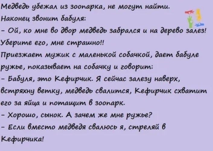 анекдот про медведя и ке. анекдот про кефирчика и медведя. лабрадор кефир. анекдот про кефирчика. анекдот про кефирчика.