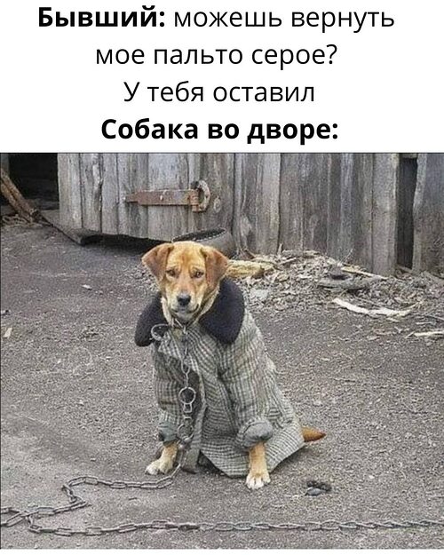 Собака в красной куртке мем