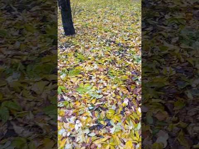 Leaves are covered. Почти засыпанными желтыми листьями. Листьев.