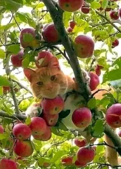 Кот с яблоком мем Вы кота не видали? 