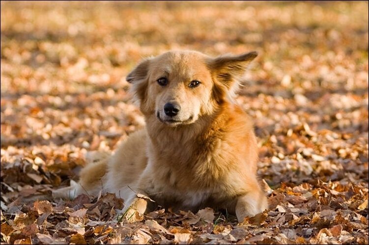 Жил у меня рыжий лохматый пес. Рыжая собака дворняга. Рыжая собачка дворняжка. Беспородные рыжие собаки. Рыжая собака порода дворняжка.