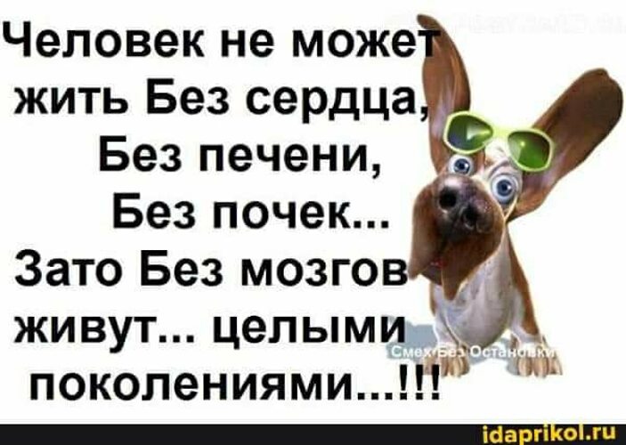 Не могу жить без животных. Сколько может жить человек. Высказываниямо собаках. Высказываниямо собаках. Не могу жить без животных.