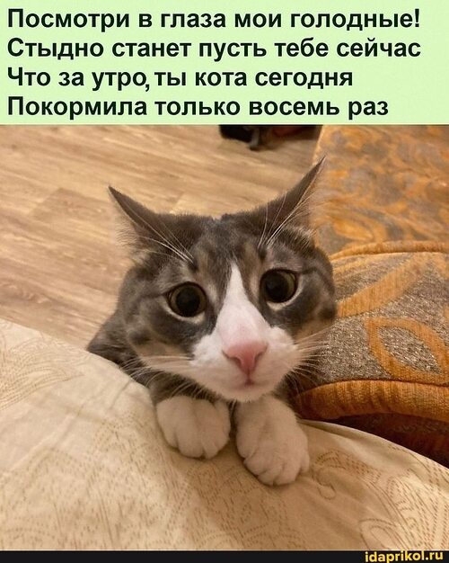 Выйду ночью в кухню с котом накормлю кота а потом