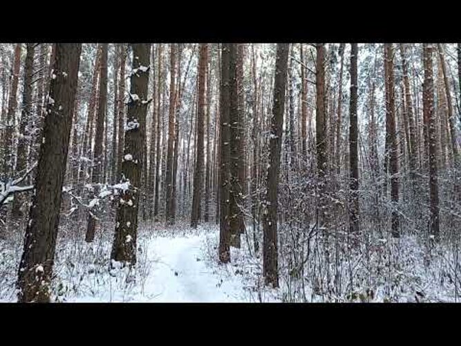ЗИМА НАСТУПИЛА! ПРОГУЛЯЛСЯ ПО ЛЕСУ! ШИКАРНО! WINTER HAS COME! TO ...