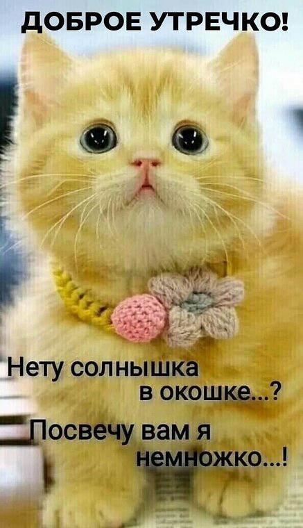 С добрым утром картинки котики милые