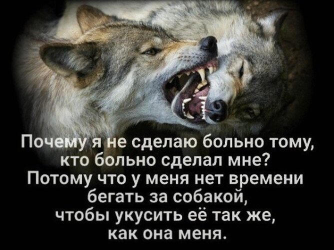 Я не могу сказать правду сука. Цитаты волка. Цитаты про Волков и людей. Волки друзья. Очень злые статусы в картинках.