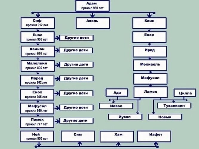 Родословная адама и евы схема