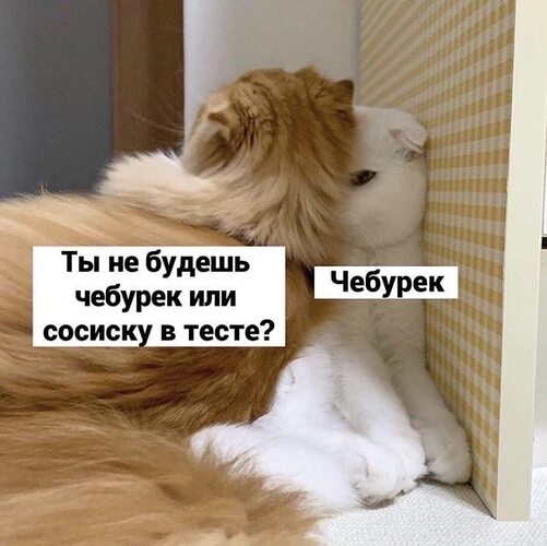Кот с чебуреком мем