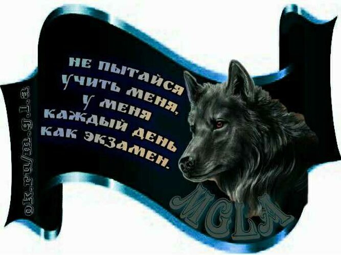 Картинки Волк Ауе