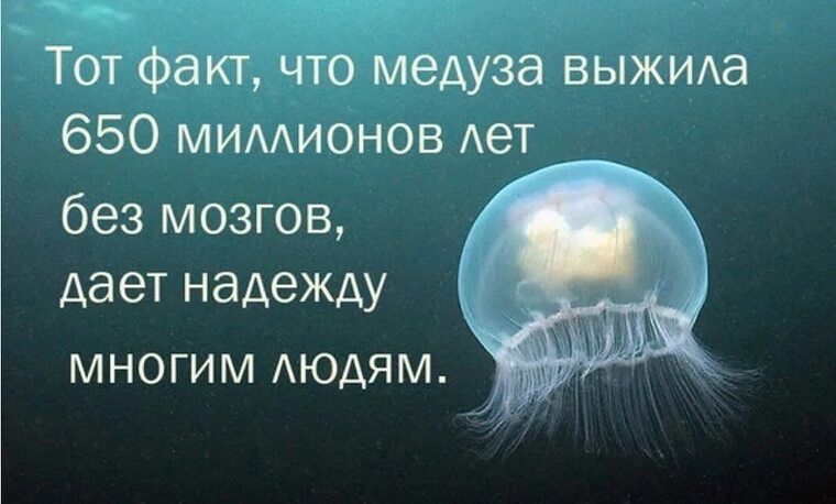 Прожить факт. Медузы живут без мозгов. Медуза без мозга. Медуза живет без мозга. Мозг медузы.