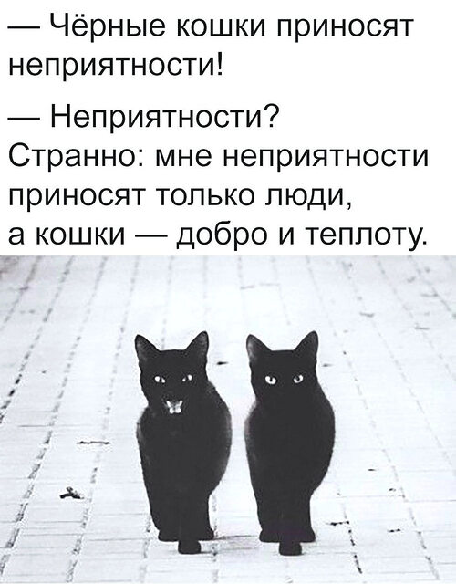 Цитаты про котиков