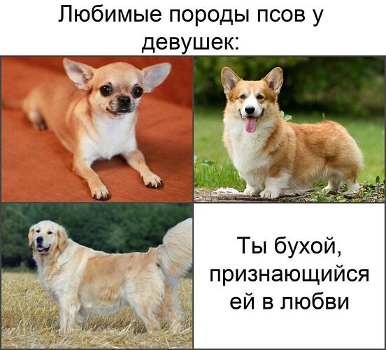 Собака мем какая порода