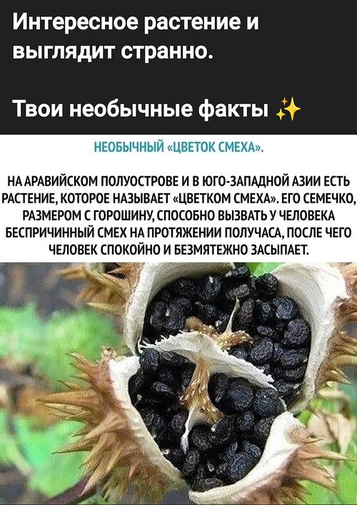 Как выглядит цветок смеха