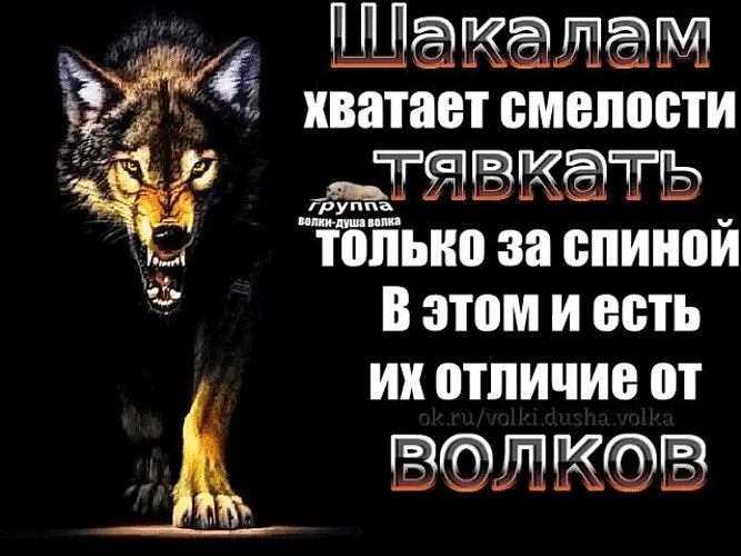 Не можете сказать в глаза не тявкайте тогда за спиной картинки