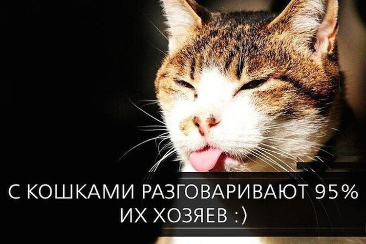 Смешные котики говорящие