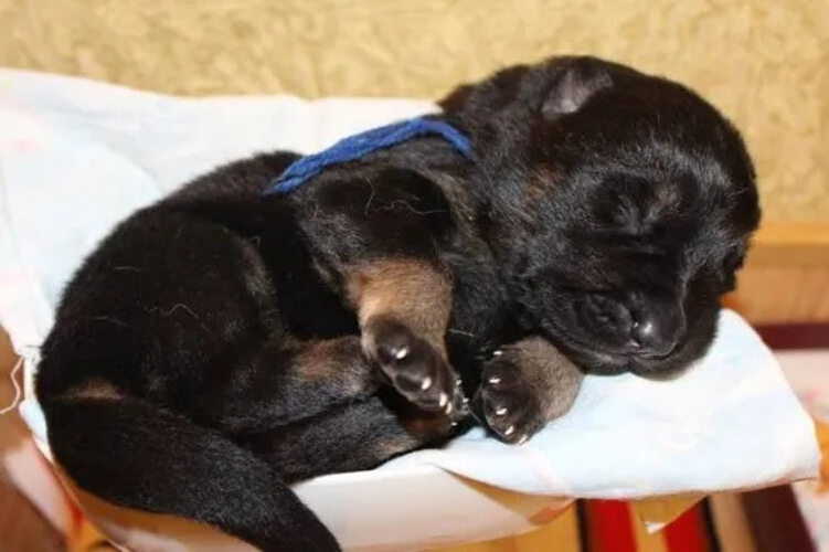 щенок немецкой овчарки на кровати. спящие овчарки. спящие немецкие овчарки. спящий щенок немецкой овчарки. спящий щенок немецкой овчарки.