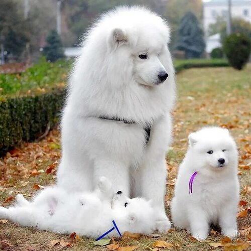 Самоед какие бывают. Самоед какие бывают. Порода собак самоед. Самоед какие бывают. Арктический шпиц самоед.