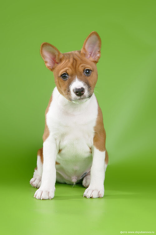 НЕЛАЮЩИЕ ПОРОДЫ СОБАК Даже если вы обожаете собак, все же постоянный лай может р