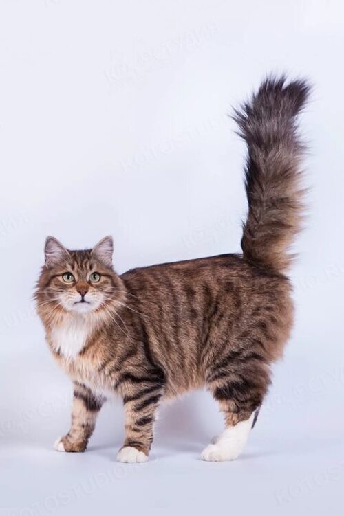 Сибирская кошка окрасы