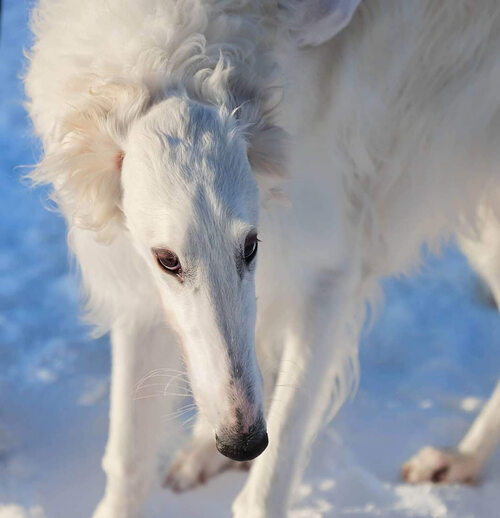 Русская борзая кошка