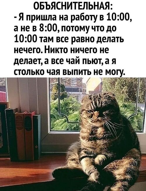 Здрасти картинки прикольные смешные. Для настроения прикольные. Кот в венке. Весёлые открытки для поднятия настроения. Отличного настроения юмор.