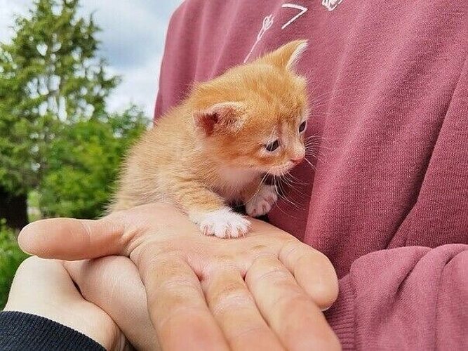 понятие психологической защиты. почему стоит выбрать нас. повествование ведется от лица. высказывания древних философов. приемы психологической защиты.