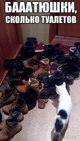 Достоин ли раскольников сочувствия. Сочувствие это определение. Зависть гало замлужить. Высказывания о животных. Заслуживает сочувствие.