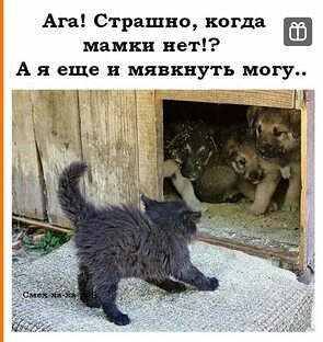 правду животные. мифы и правда о животных. миф правда. правду животные. миф правда.