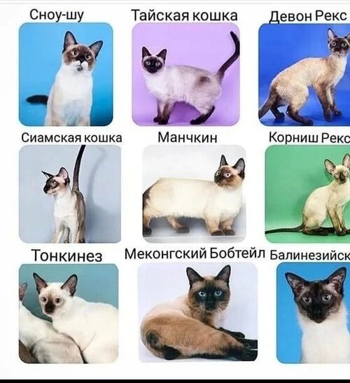 Сиамская кошка и тайская