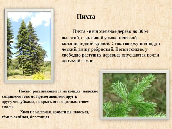 Голосеменные растения пихта. Пихта белая. Пихта сибирская древесина. Где растёт пихта в какой природной зоне. Пихта сибирская шишки.