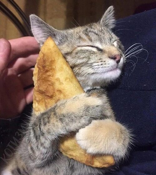 Кот с чебуреком мем