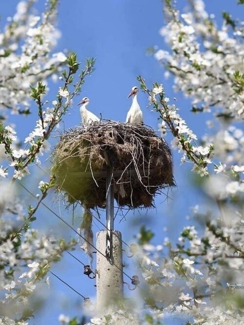 Сияет солнце, воды блещут, - Поэзия - 4198998 - Tabor.ru