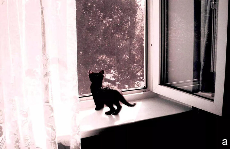 Котик ждет у окна