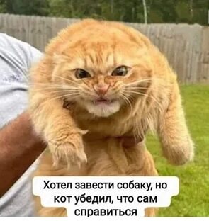 4722492_295x460.jpg