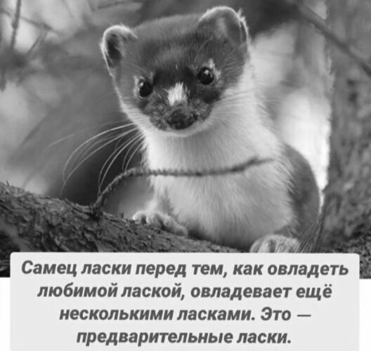 Любит ласку фото