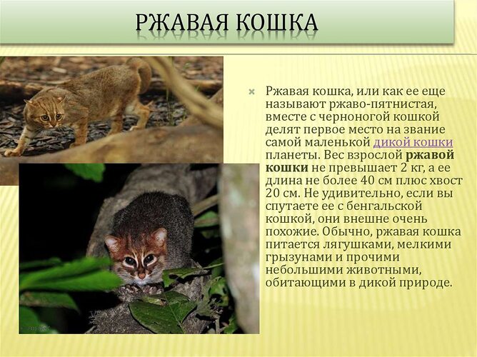 Ржавая кошка