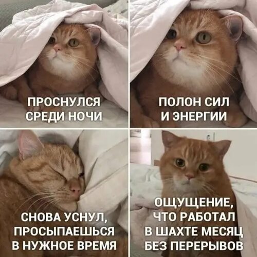 Мем про котиков