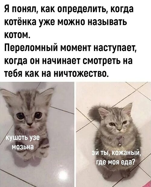 Кошка узнала, что беременна Great memes, Funny animals, Funny memes